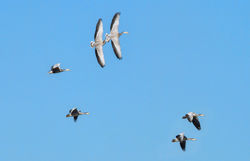 birds mongolia 